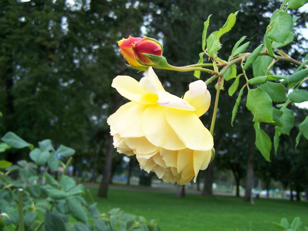 yellow rose